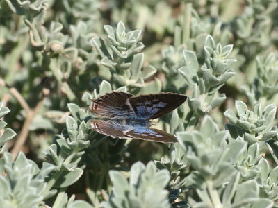 T 2016.01.01 IMG_9357 Lang's Short-tailed Blue (female), Dunas de Artola o Cabopino.jpg