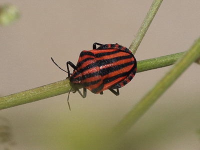 Graphosoma italicum, Striped Shield bug