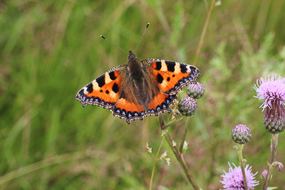 P IMG_9285 Small Tortoiseshell, Wrecclesham.jpg