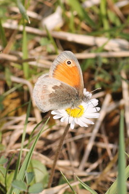 I IMG_4054 Small Heath, Tidworth.jpg