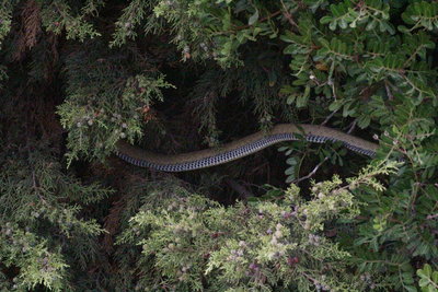 ZD 2017.08.10 IMG_8776 Malpolon monspessulanus, Montpellier Snake (climbing into hedge),.jpg