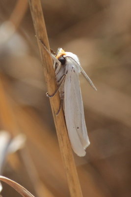 Speckled Footman moth