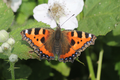 Small Tortoiseshell taken after a blast over to Wrecclesham for Glanvilles (not seen)