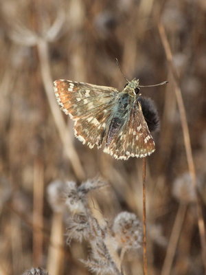 Pyrgus cirsii (or not?)