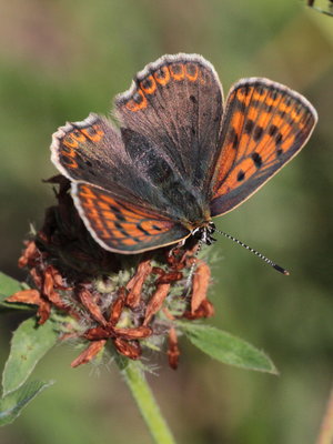 N 2018.07.29 IMG_6274 Lycaena tityrus, Sooty Copper (female), grass bank nr. Willis, Oberstaufen.jpg