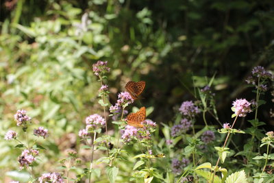 O 2018.07.29 IMG_6543 Argynnis paphia, Silver-washed Fritillary, WeiBach river walk, Hochgrat, Oberstaufen i.jpg