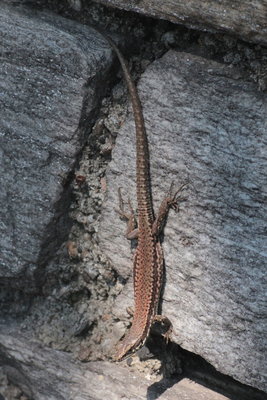 Podarcis muralis, Common Wall Lizard