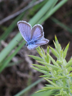 This one as small as a small Small Blue