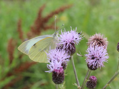 R IMG_9312 Large White, Wrecclesham.jpg