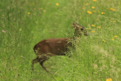 Muntjac deer