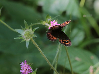 F 2018.07.29 IMG_6484 Erebia ligea, Arran Brown, WeiBach river walk, Hochgrat, Oberstaufen i t.jpg