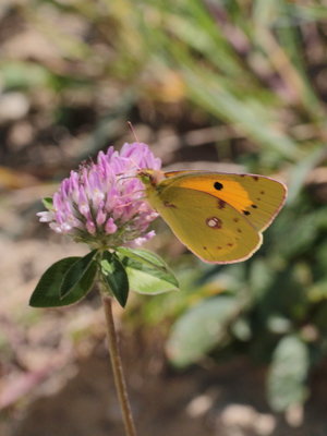 T 2018.08.01 IMG_6797 Colias crocea, Clouded Yellow, field nr Hubertusstube, Oberstaufen.jpg