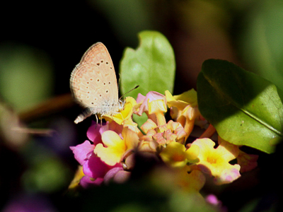 African Grass Blue