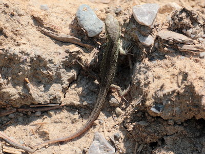 R 2018.08.01 IMG_6792 Lizard, woodland walk on way to Buchneggar, Steibis, Oberstaufen.jpg