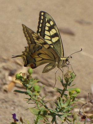 V 2017.08.13 P1030417 Papilio machaon gorganis, Swallowtail, Dunas de Artola o Cabopino t.jpg