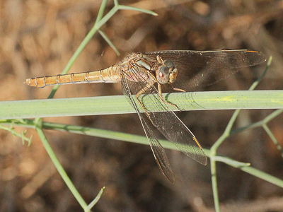 H 2017.08.10 IMG_8553 Epaulet Skimmer, MP2.jpg