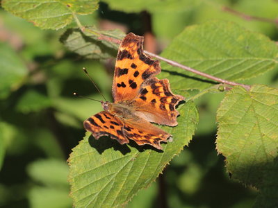 U 2018.07.29 IMG_6606 Polygonum c-album, Comma, WeiBach river walk, Hochgrat, Oberstaufen t gi.jpg