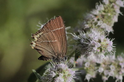 Z 2018.08.01 IMG_6853 Satyrium w-album, White-letter Hairstreak, car-park by Berg- und Wanderfreunde Allmersbach im Tal e.V., Steibis.jpg