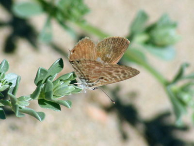 Lang's short-tailed Blue