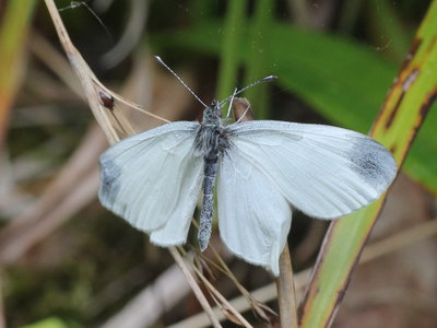 T 2016.05.22 IMG_4458 Wood White (open wing with some damage) vg t01.jpg