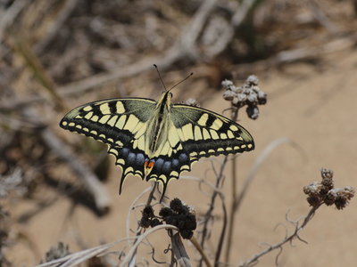 R 2017.08.13 IMG_9172 Papilio machon gorganus, Swallowtail, Dunas de Artola o Cabopino t.jpg