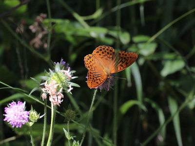 L 2018.07.29 IMG_6527 Argynnis paphia, Silver-washed Fritillary (male), WeiBach river walk, Hochgrat, Oberstaufen t i.jpg