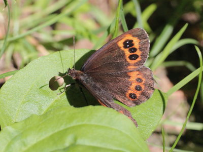 I 2018.07.29 IMG_6521 Erebia ligea, Arran Brown, WeiBach river walk, Hochgrat, Oberstaufen t g.jpg