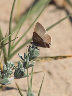 V 2016.01.01 IMG_9974 Long-tailed Blue (female), Dunas de Artola o Cabopino.jpg