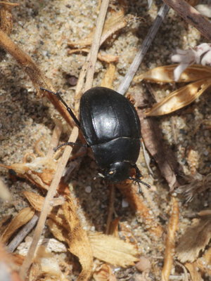 ZJ 2017.08.10 IMG_8809 Pimelia sp. Darkling beetle, Cabopino t.jpg