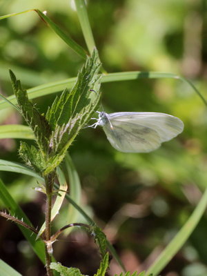 U 2018.07.27 IMG_6128 Leptidea sinapis, Wood White by weiBach river, nr. Hochgratbahn cable-car station.jpg