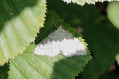 L 2018.07.31 IMG_6675 Unidentified geometer moth, Hochgrat.jpg