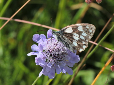 J 2018.07.31 IMG_6696 Melanargia galathea, Marbled White, Hochgrat t.jpg