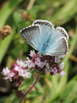 IMG_5618 Polyommatus coridon, Chalkhill Blue (male) t.jpg