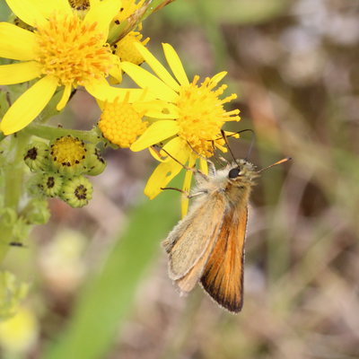 Male Essex?