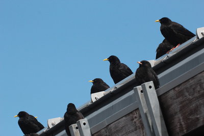 O 2018.07.27 IMG_6013 Pyrrhocorax graculus, Alpine Chough (juveniles), roof of Cable-car station, Hochbrat.jpg