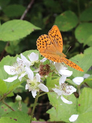 D IMG_8849 Silver-washed Fritillary, Straits Inclosure, Alice holt.jpg