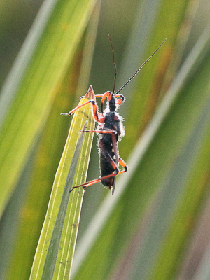 Anyone have an i.d for this assassin bug please?