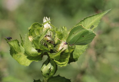 this picture of a Brimstone is one of my favourites