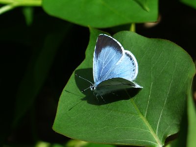 Holly Blue female - Coverdale 23.04.2017