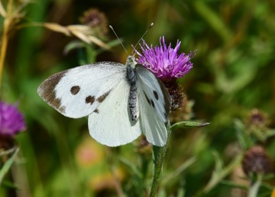 Large White - Blythe Valley 04.08.2021