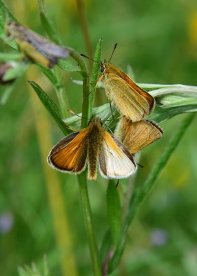 Small Skippers - Blythe Valley 06.06.2022