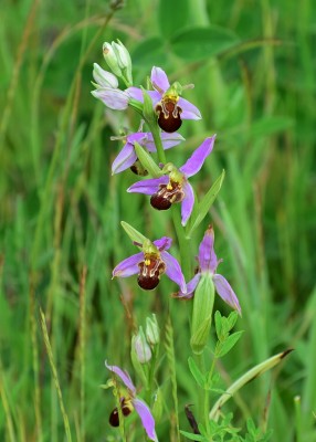 Bee Orchid - Bishops Hill 09.06.2020