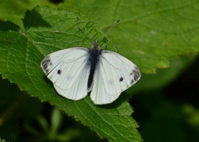 Green-veined White male -  Snitterfield Bushes 22.06.2020