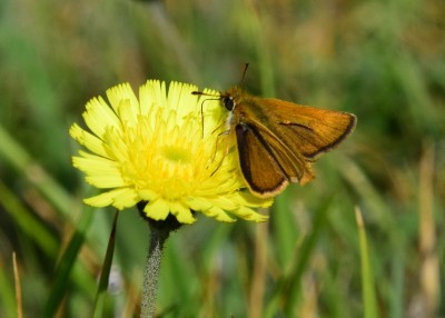 Lulworth Skipper male - Durdle Door 12.06.2021