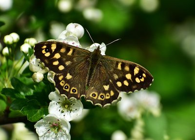 Speckled Wood - Coverdale 10.05.2019