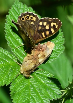 Speckled Wood pair - Coverdale 12.04.2020