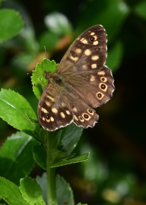 Speckled Wood male -  Coverdale 02.08.2023