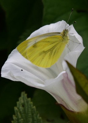 Green-veined White - Wagon Lane 13.07.2024