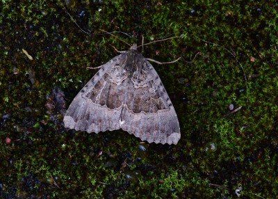 Old Lady Moth - Coverdale 13.09.2022
