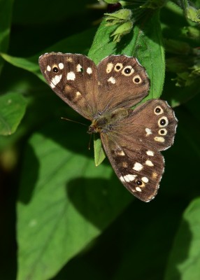 Speckled Wood female - Coverdale 09.08.2021